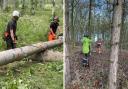Courses include working with powered tools such as pole pruners and chainsaws