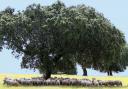 Trees provide vital shade to farm animals such as sheep