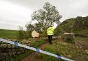 Police continue to investigate the mysterious felling of the tree