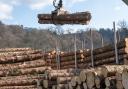 The budget cut is likely to have a knock-on effect on Scotland's whole forestry industry