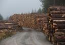 Scotland's timber industry supports tens of thousands of jobs