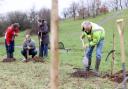 1,600 trees will be planted per hectare, which would see 224,000 trees planted overall