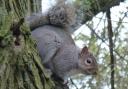 Grey squirrels are calculated to cost the UK £37 m per year in lost timber value, but authorities seem reluctant to take serious action.