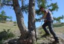 Researchers take tree ring samples using cores from thousands of alive and dead trees to build a more reliable picture of past climates