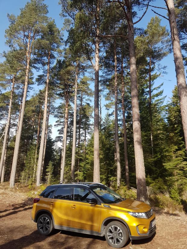 Forestry Journal: Dwarfed by beautiful Speyside Scots pines.