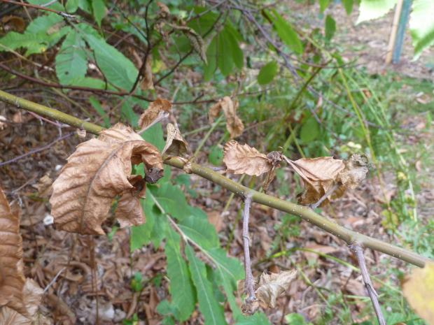 Forestry Journal: Oriental chestnut gall wasp causes dieback of shoots and twigs, now widespread in sweet chestnut across south-east England. 
