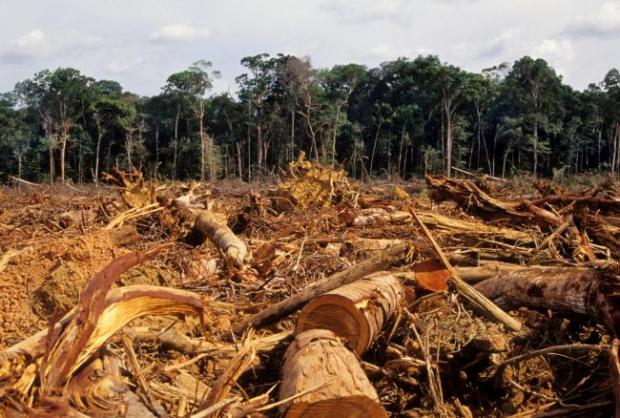 Forestry Journal: It was good to see deforestation on the agenda at COP 
