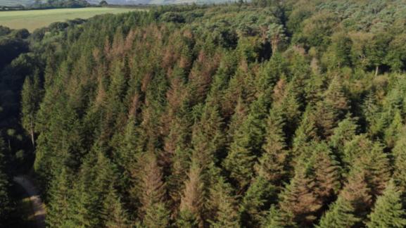 Forestry Journal: Phytophthora Pluvialis affects species including western hemlock, tanoak, pine (Pinus radiata, Pinus patula and Pinus strobus) and Douglas-fir.