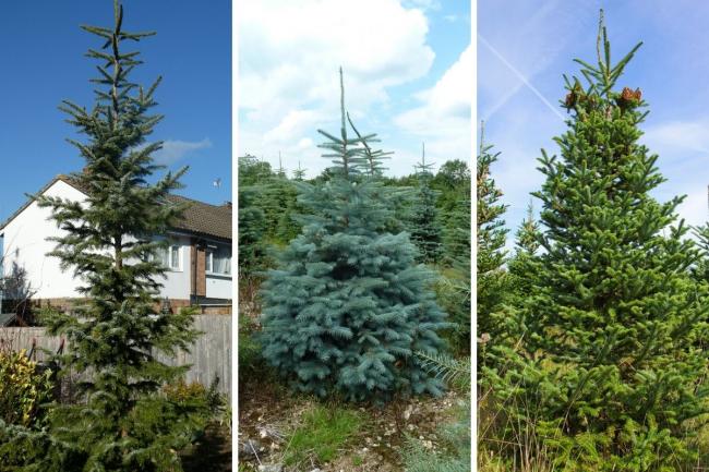 6 of the best Xmas trees with a difference