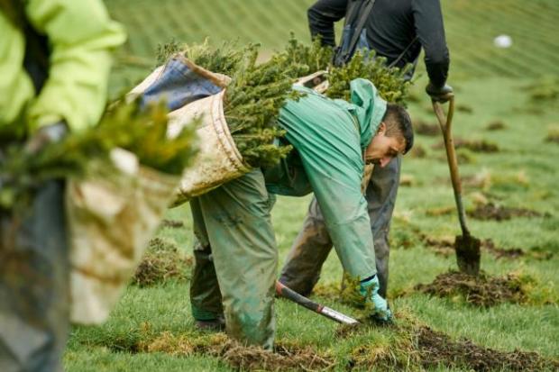 Forestry Journal: DEFRA estimates between 1,400 and 1,900 ha of trees were planted this season 