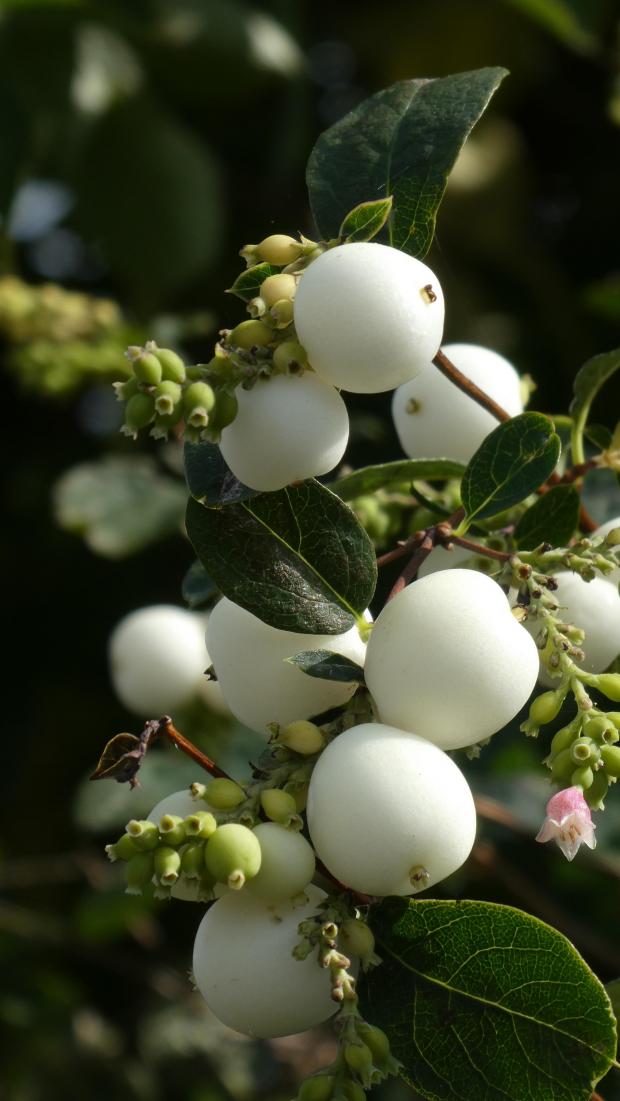 Forestry Journal: Snowberry in early October and bearing a collection of mature and immature fruit, a single flower and with leaves still green and firmly attached to the plant