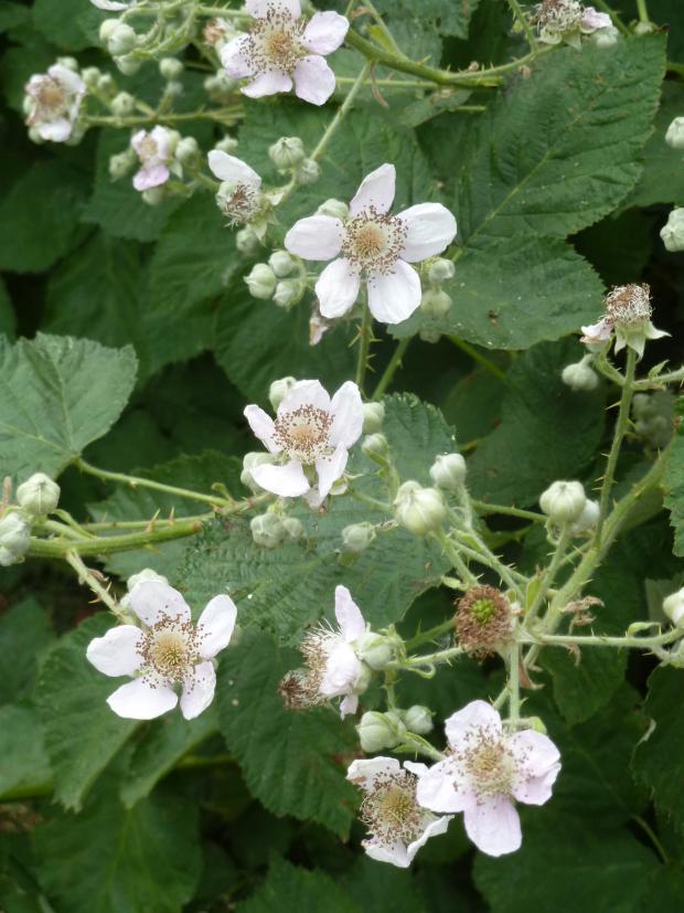 Forestry Journal: In contrast to an aggressive growth habit and fearsome prickles Rubus fructicosus bears big clusters of delicate flowers and highly attractive to the human eye as well as nectar seeking, pollinating insects