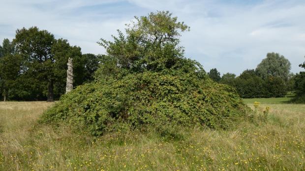 Forestry Journal:  A bramble thicket which started life as a seedling under a tree which it has now subsumed 