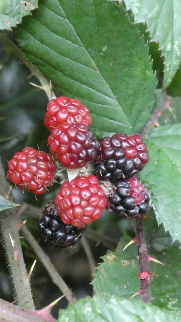 Forestry Journal: Aggregate fruit of Rubus fructicosus are composed of multiple druplets. The fruit grow mature and ripen from green through red and finally black