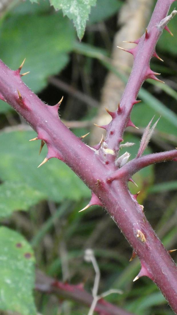 Forestry Journal: Bramble stems start life green before turning purple and finally going brown and drying out