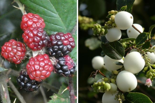The brambles, blackberries and snowberries dotting Britain’s hedgerows have a range of properties and an intriguing history