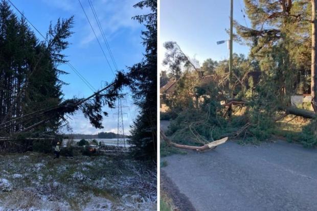 Forestry Journal: Storm Arwen wreaked havoc across the country 