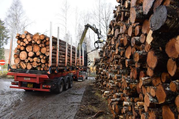 The price of timber imports fell for the first time in 15 months