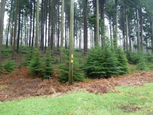 Forestry Journal: Western hemlock regeneration under its own mature canopy for which the commercial conifer is famed.
