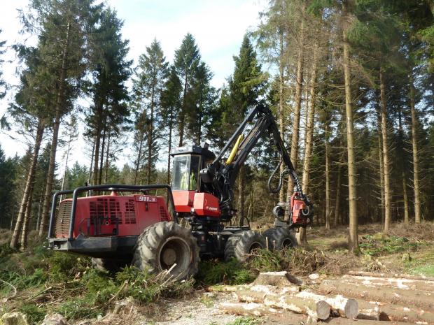 Forestry Journal: Mature Norway spruce seen here being felled in West Sussex, and somewhat before 50 years were on the clock due to extensive wind damage sustained by the stand.