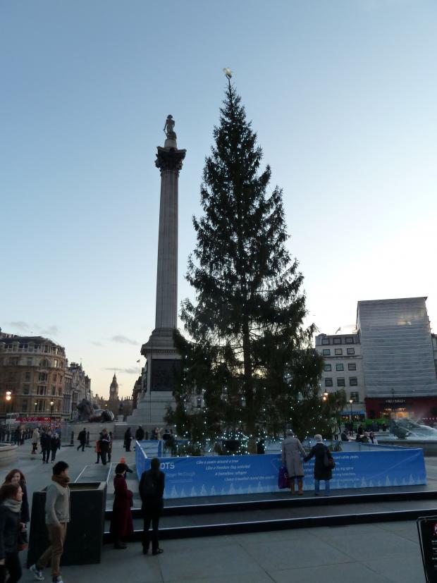 Forestry Journal: Norwegian Norway spruce seen here in at Trafalgar Square in 2012, and displaying the relatively sparse canopy to be expected on a 50-year old tree. And ‘Horatio’ didn’t appear too displeased at the time