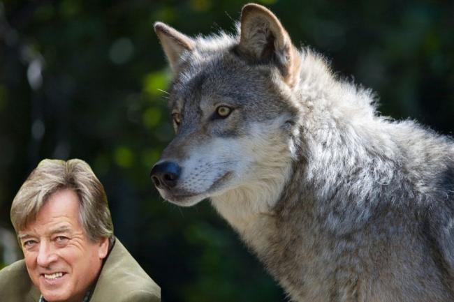 Dr Terry Mabbett looks at the reintroduction of grey wolves