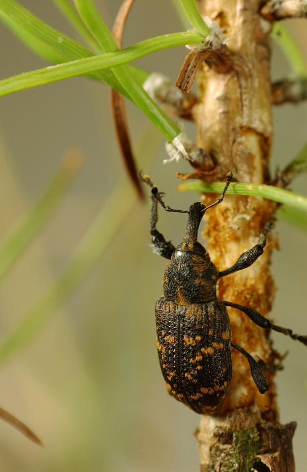 Forestry Journal: Hylobius abietis on Scots pine 