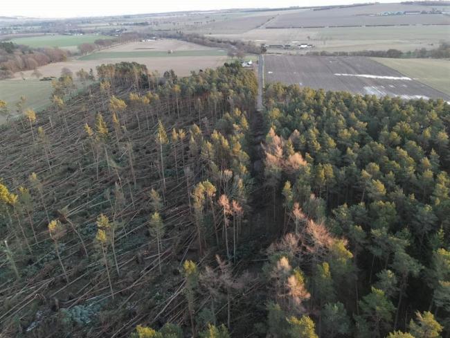 Trees were damaged across the country