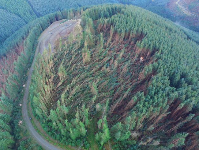 Around 4,000 hectares of Scotland's woodlands are believed to have been damaged