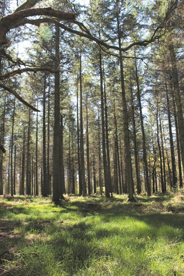 Forestry Journal: International forestry experts, researchers and practitioners contributed to the conference, looking at what’s currently being done well, what could be done better and how professional foresters can adapt their skillsets to prepare for the future demands of our sector.