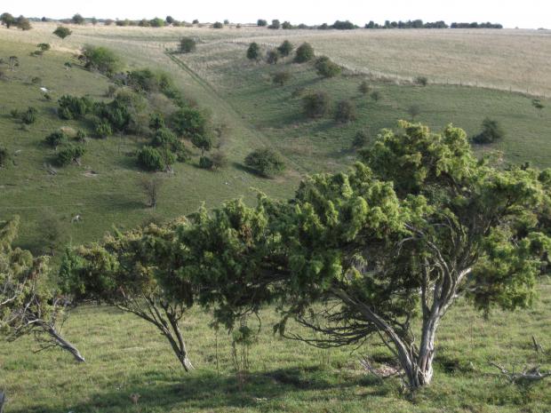 Forestry Journal: The majority of common juniper is concentrated in the Scottish Highlands and the Lake District, but this rarer colony of juniper bushes is at Aston Upthorpe Downs in Oxfordshire (picture courtesy of Plantlife).