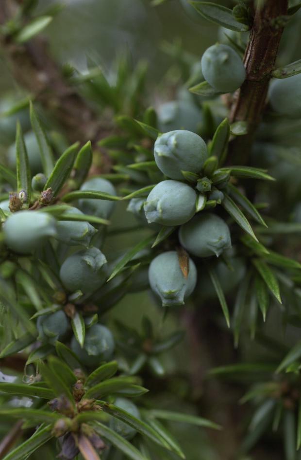 Forestry Journal: I expect juniper foliage has featured in Scottish Highland Christmas celebrations, although most Sassenachs haven’t a clue a about the plant, except when sipping gin because of the ripe berries used to flavour the tincture (picture courtesy of the Forestry Commission).