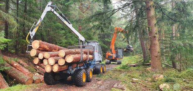 Forestry Journal: Thinning larch on the Leckie Estate.