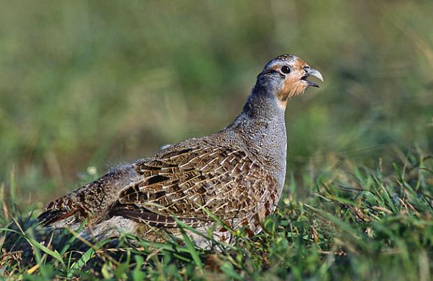 Forestry Journal: A grey partridge 
