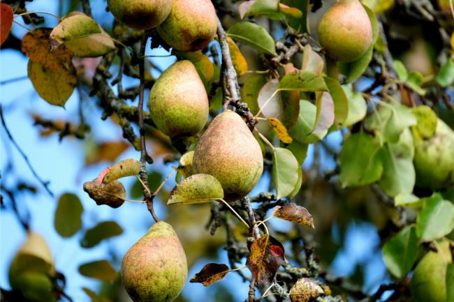 Pear trees are increasingly less common in British gardens