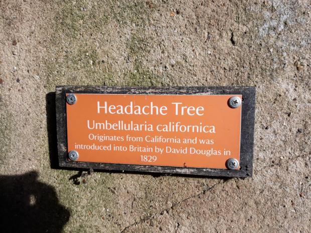 Forestry Journal: Headache tree (credit: Christine Reid).