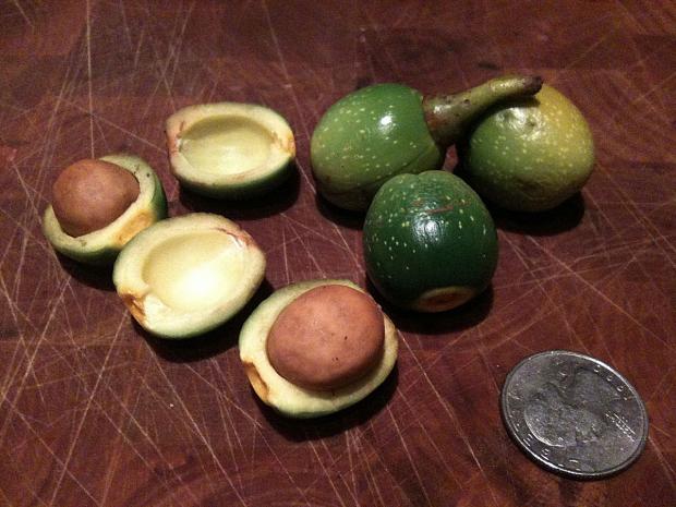 Forestry Journal: he fruit are small avocado lookalikes.