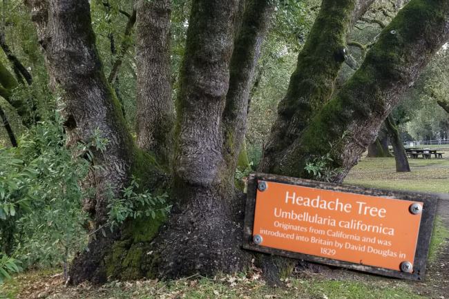 Multi- stemmed headache tree