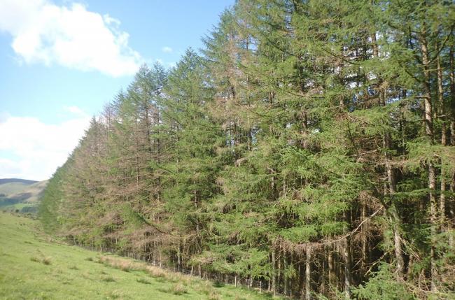 Stock picture showing Phytophthora ramorum