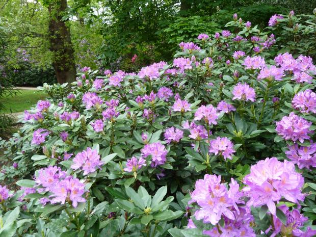 Forestry Journal: Rhododendron ponticum looks as pretty as a picture, but the exotic evergreen understorey shrub was instrumental in the loss of Japanese larch to Phytophthora ramorum.