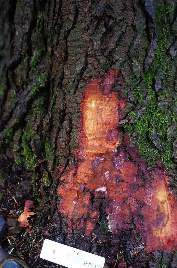 Forestry Journal: A basal stem (trunk) lesion on a western hemlock tree from which Phytophthora pluvialis was isolated.