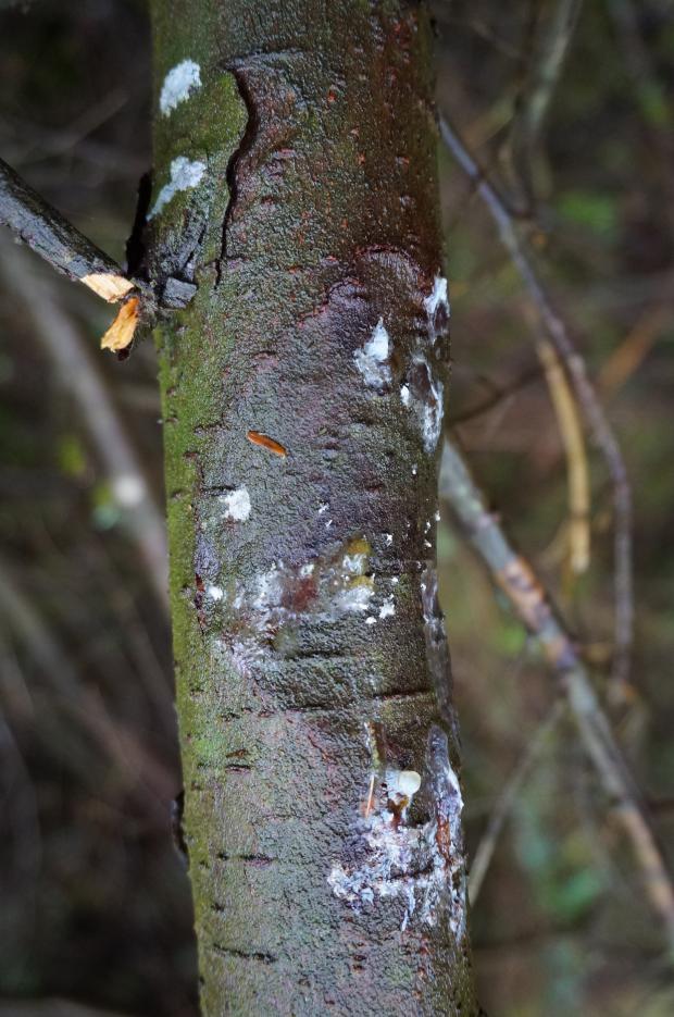 Forestry Journal: Phytophthora pluvialis appears to have gone straight for the jugular of UK commercial forestry with a terminal stem canker disease on plantation conifers like western hemlock, shown here.