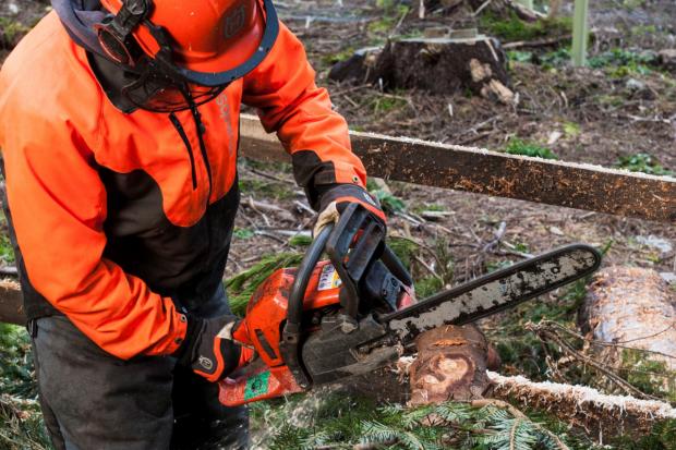 Forestry Journal: The forestry sector faces a skills shortage 