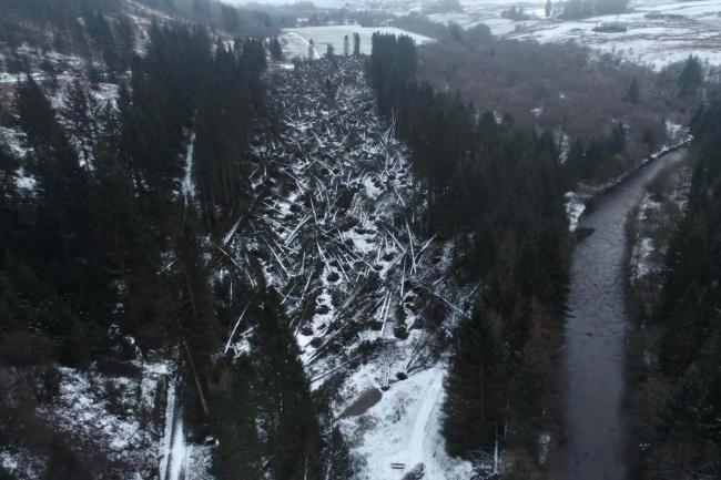 Forests north and south of the border were battered by Storm Arwen
