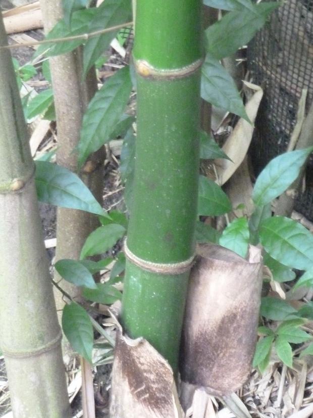 Forestry Journal: Truly tropical bamboos produce big and extremely hard stems used widely in building and construction.