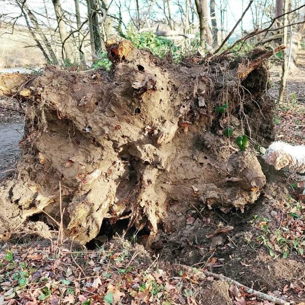 Forestry Journal: Storm Malik hit more trees across the UK 