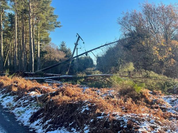 Forestry Journal: It didn’t take long for the devastation to become clear 