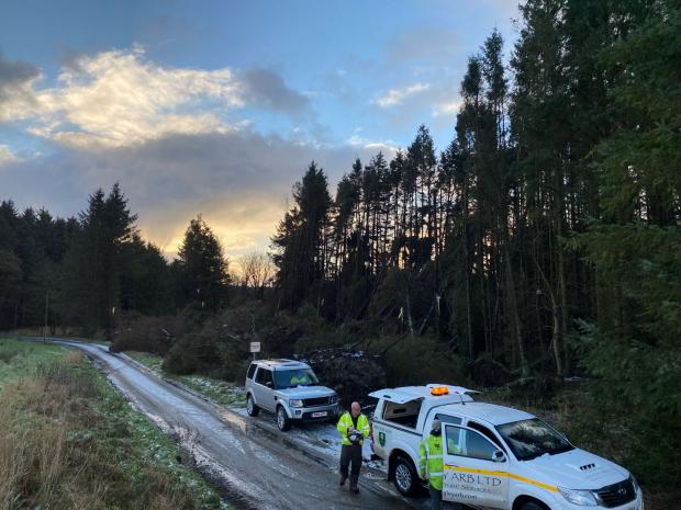 Forestry Journal:  Windblown trees littered the landscape in the aftermath of Storm Arwen. 