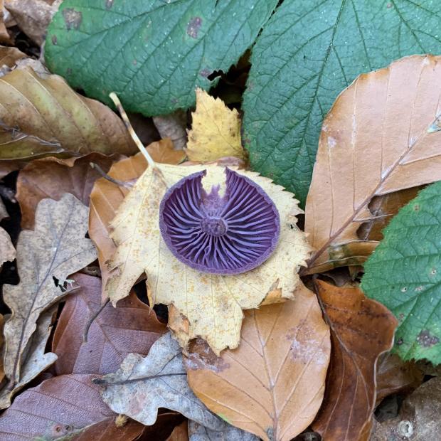 Forestry Journal:  ‘Amethyst deceiver’, cap nibbled, gills home to a miniscule spider.