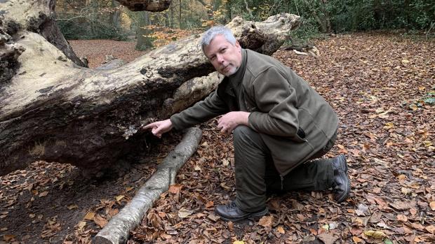 Forestry Journal: David Humphries, City of London’s Tree Management Officer, pointing out white ‘Slime mould’.
